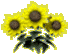 :sunflowers: